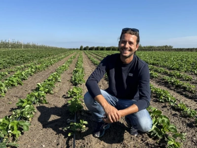 Truskawki polowe jesienią – jak przygotować rośliny do zimowania i kolejnego sezonu?