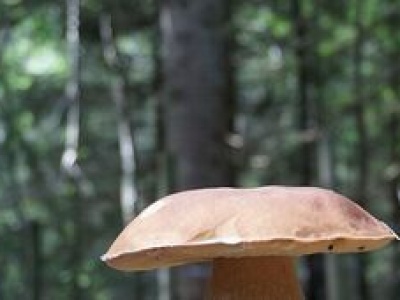 Grzybobranie to sport narodowy Polaków. Ale które grzyby są bezpieczne?