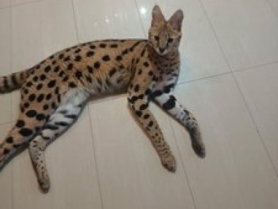 Wykorzystał otwarte okno i uciekł. Kolejny serwal poszukiwany