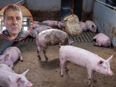 Rolnik: wszyscy zarabiają, tylko nie my. Tuczniki po 6 zł/kg to katastrofa