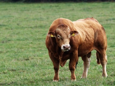 16.09.2025 Ceny skupu bydła rzeźnego: średnia stawka za byka (wbc) dobija do poziomu 30 zł/kg