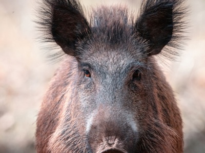 Nowe ogniska ASF świń. Gdzie pojawiła się choroba?