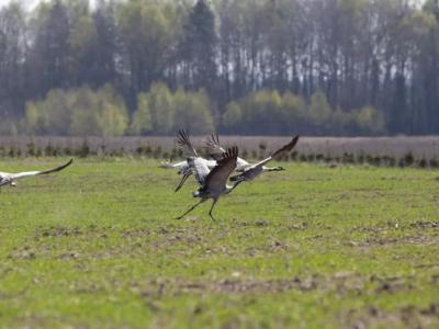 6 hektarów kukurydzy zniszczone przez żurawie. Jak sobie poradził rolnik z Dolnego Śląska?