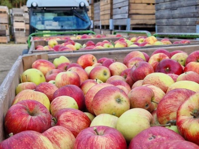 Jabłka na obieranie znów tylko symbolicznie droższe od jabłek przemysłowych