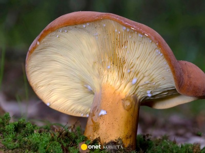 Wielu grzybiarzy omija go w lesie. Uchodzi on za prawdziwą perełkę