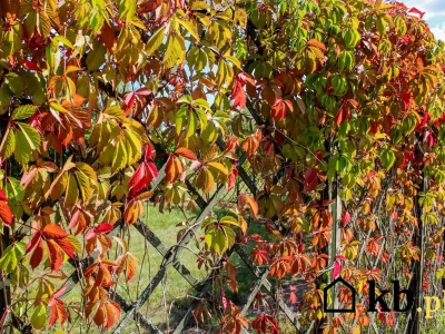 To pnącze zachwyca cały rok i nie boi się suszy ani mrozu – poznaj jego tajemnicę!