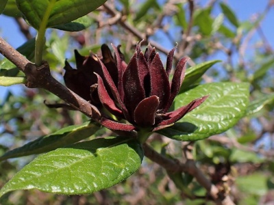 Pachnie jak szarlotka i odstrasza nornice. Wygląda jak kwiat z 