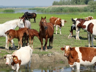 Utylizacja zwierząt gospodarskich z dofinansowaniem – złóż wniosek do końca września!