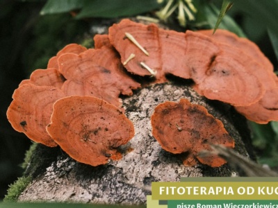 Grzyb zarezerwowany kiedyś tylko dla chińskich cesarzy rośnie w Polsce