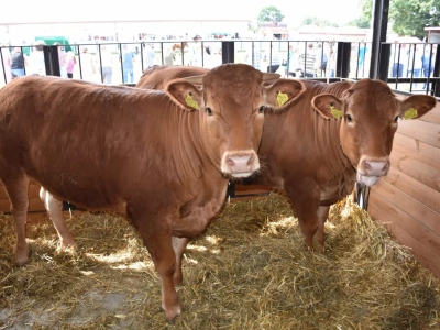 Byki i jałówki znów drożeją. Jakie są ceny bydła w Polsce? [SONDA]