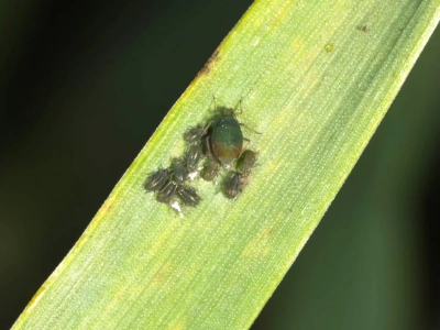 Jesienne zwalczanie mszyc w jęczmieniu. Czasowe zezwolenie na Karate Zeon!