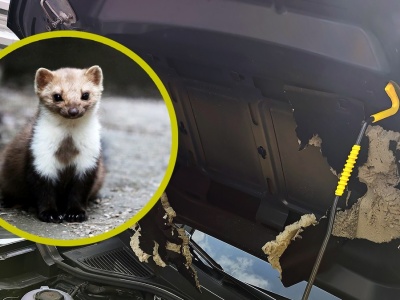 Skuteczna metoda na kuny. Trochę pracy i po problemie