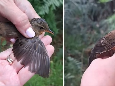 Ten ptak wrócił do Polski po 35 latach – to ornitologiczna sensacja