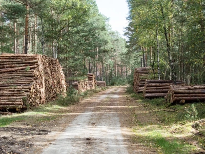 Niezwykle rzadka mutacja grzyba odnaleziona w polskim lesie. „Jedna na milion”