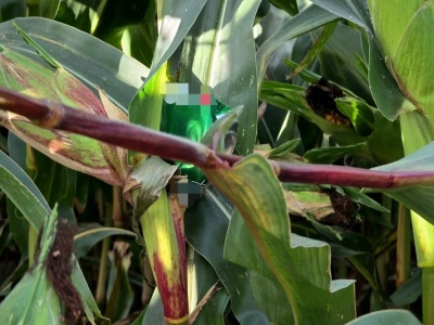 Policja apeluje do rolników: Znów pojawiły się niebezpieczne pułapki w kukurydzy