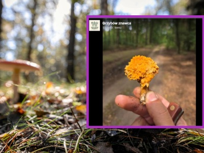 Wygląda jak goździki. Niesamowity grzyb w Polsce. 