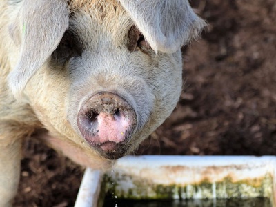Trudna jesień dla hodowców świń. Stawki w skupach coraz niższe