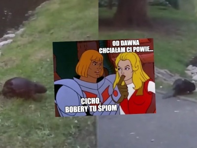 Poznań: do parku miejskiego wprowadziły się wielkie wiewiórki wodne, czyli bobry