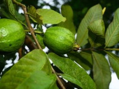 Może pomóc w walce z rakiem. Ten owoc nie jest w Polsce popularny