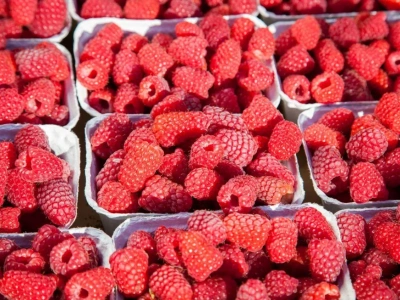 Ochrona, żywienie i biostymulacja jagodowych – UPL obchodzi 30-lecie działalności w Polsce