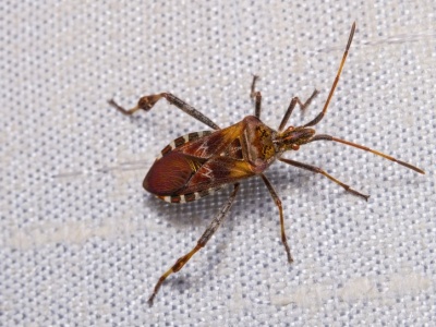 Pchają się do domów i śmierdzą. Tak pozbędziesz się nieproszonych owadów