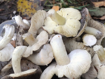 Mało kto zna te grzyby, a są delikatne w smaku i aromatyczne. W lasach jest ich zatrzęsienie