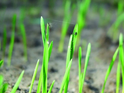 Mszyce atakują jęczmień? Rolnicy znów mogą używać Karate Zeon