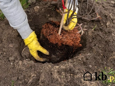 Nie posadzisz owocowych drzewek bez tego triku – ogrodnicy zdradzają sekret