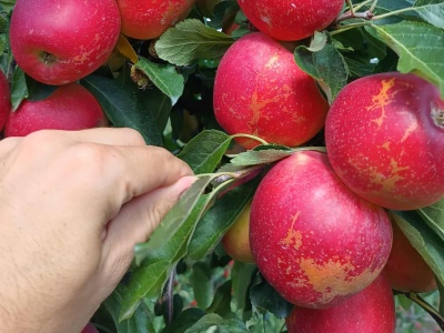 „Suchy przemysł” z Gali. Aktualne ceny – 17.09.2025