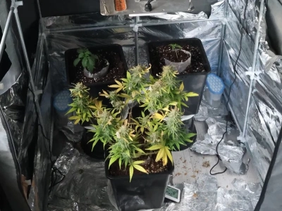 Plantator. Legniczanin zatrzymany za posiadanie i uprawę marihuany