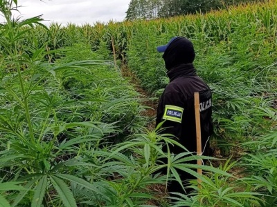 Kukurydza tylko przykrywką! Policja zlikwidowała ogromną plantację konopi