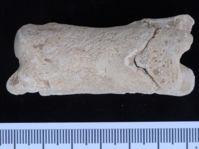 Starożytny Egipt: policyjny gwizdek sprzed 3500 lat