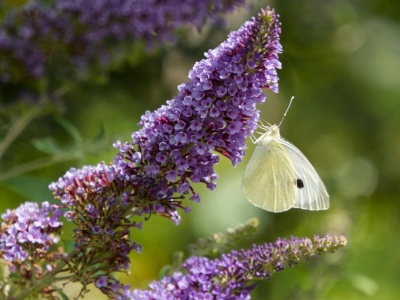 Zniszczy mur, dach i podjazd. Polacy są w niej zakochani, a Niemcy się boją