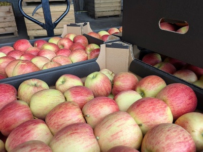 Sadownik z dnia na dzień zmienił kanał sprzedaży Szampiona