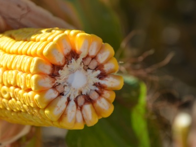 Pszenica konsumpcyjna po 670 zł, paszowa po 600 zł, a kukurydza mokra po 380 zł