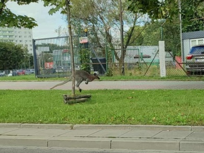 Kangur w Krakowie. Trwa obława na zwierzę