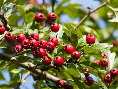 Owoc głogu wzmacnia serce fizycznie i emocjonalne