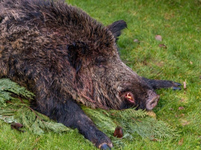 47-latek porzucił truchło dzika. Wpadł, bo… zadzwonił do myśliwych