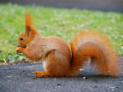Temu gatunkowi zmiany klimatu są obojętne. Wiewiórki pod lupą badaczy