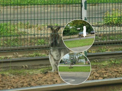 Bezpański kangur biega po Krakowie