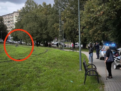 Cały Kraków próbuje złapać kangura. Na razie bezskutecznie