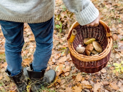Zakazany grzyb, ale nie w Polsce. Szwedzi nie zjedzą nawet po obróbce