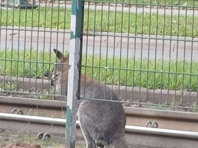 ​Kangur na ulicach Krakowa. Policja złapała zwierzę