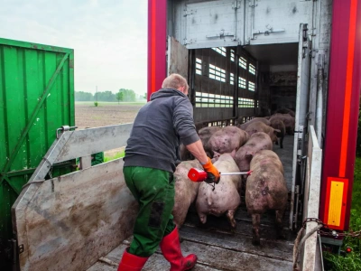 Tuczniki tańsze o 40 gr. Jakie są aktualne ceny świń? [SONDA]