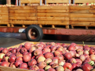 Granica z Białorusią zamknięta do odwołania. To negatywna wiadomość dla handlu jabłkami