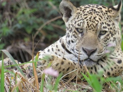 Populacja jaguara w Meksyku wzrosła o 30% w 15 lat