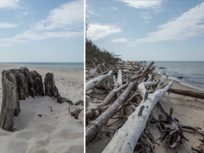 Zatopiony las w Czołpinie