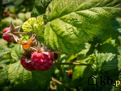 Wrześniowe cięcie malin – jak to zrobić, żeby mieć więcej owoców?