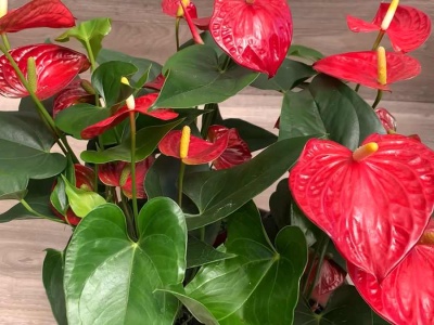 Co zrobić, żeby anturium wybuchło kwiatami? Odkryj patent „lodówkowy”