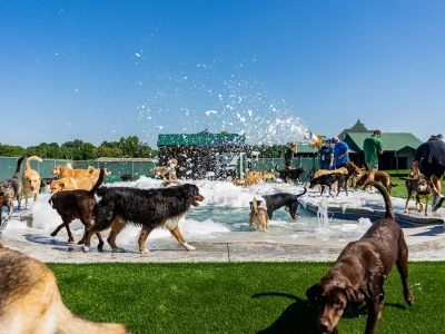 Warto tu polecieć dla tego wydarzenia. Basen dla psów, lody i wstęp za 60 zł